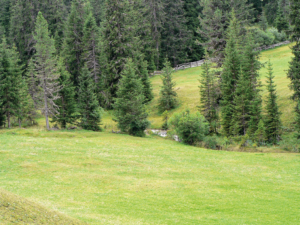 Wald