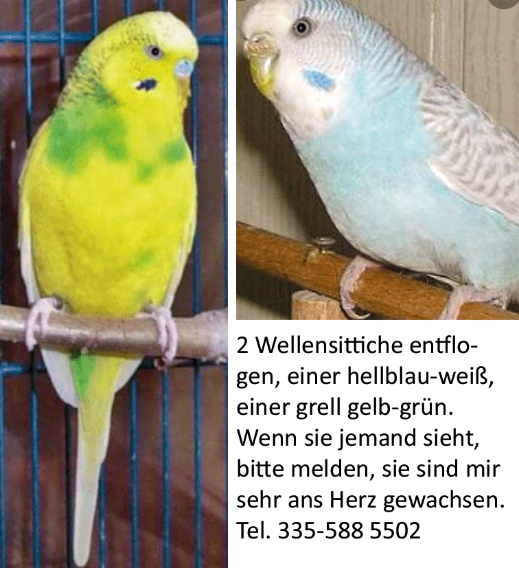Wellensittiche entflogen
