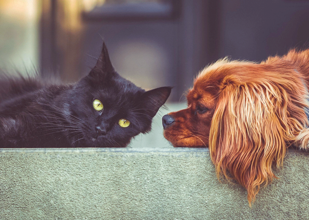 Hund und Katze