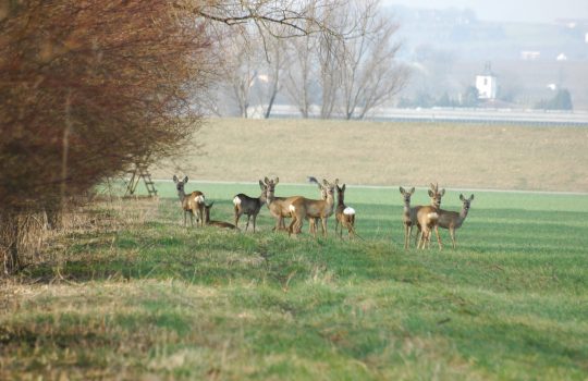 Rehe Rehe